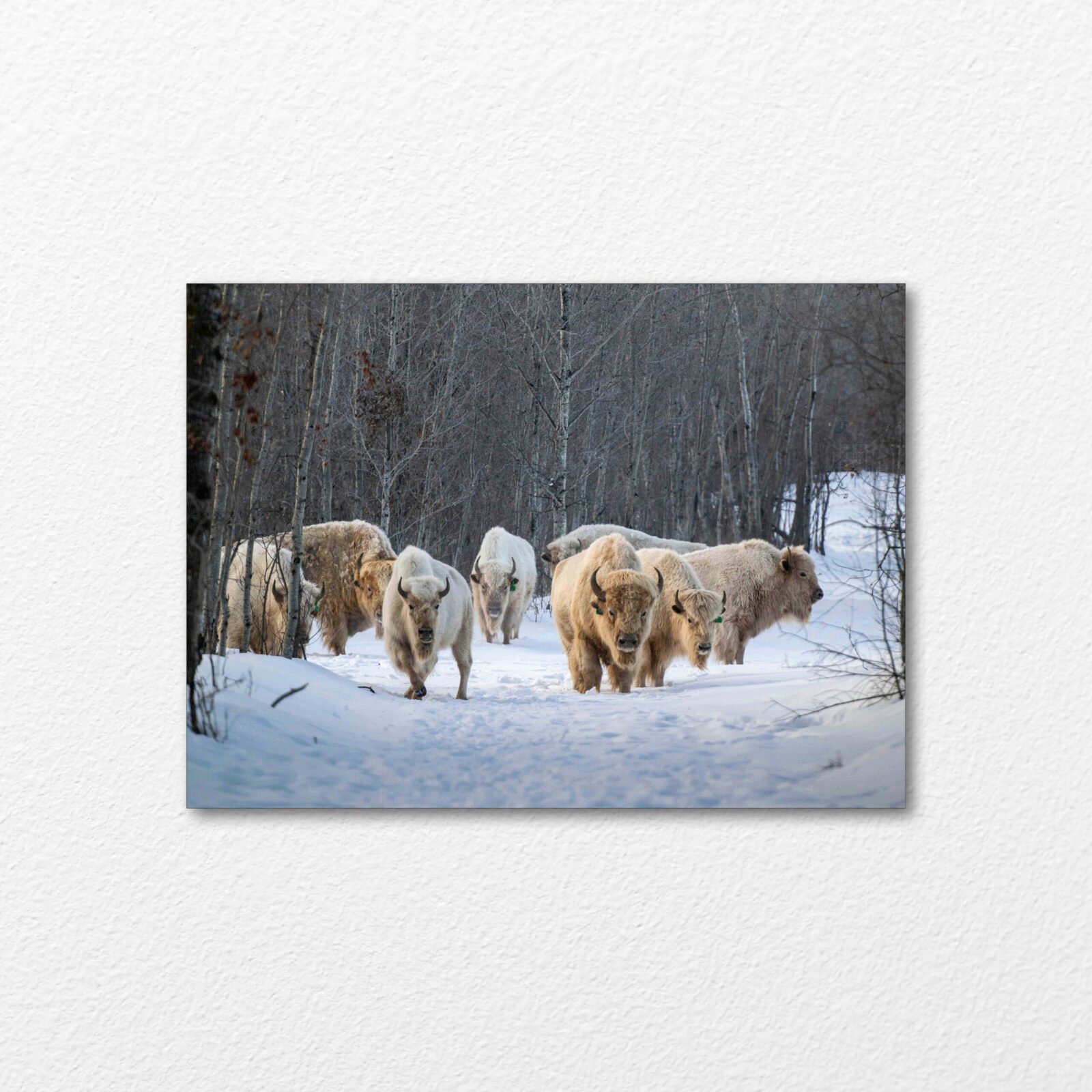Winter Herd
